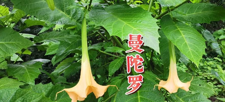 曼陀罗花的花语和象征意义是什么？它在花卉文化中的地位如何？