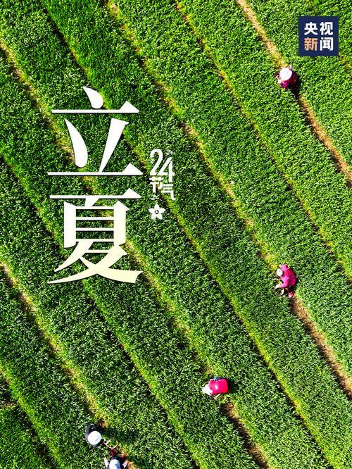 超兜的养殖方法是什么？如何保持其健康生长？