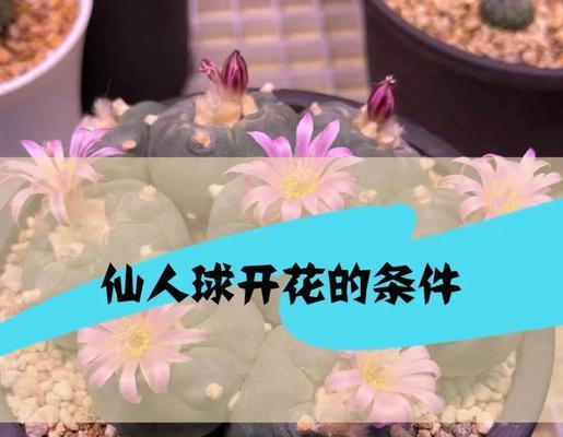 仙人球施肥的正确步骤？