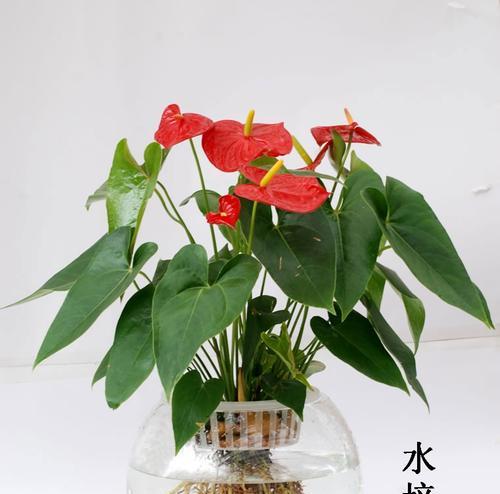 红掌的养殖方法和常见问题有哪些？