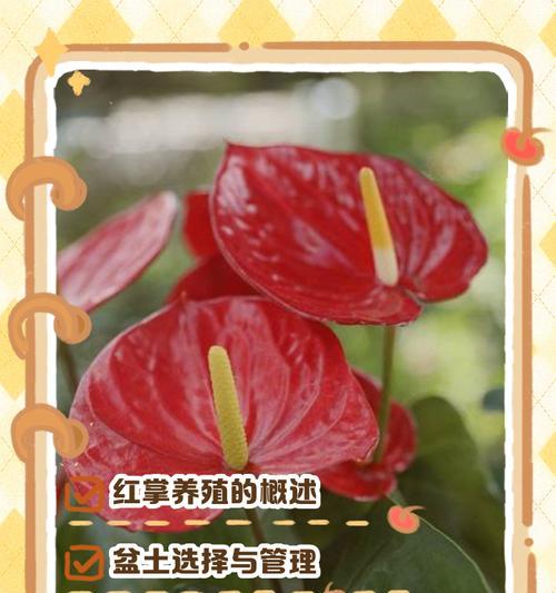 红掌的养殖方法和常见问题有哪些？