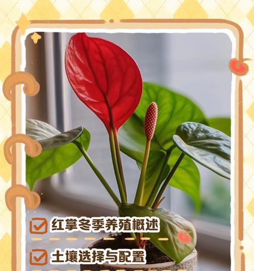 红掌的养殖方法和常见问题有哪些？