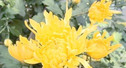 秋季有哪些花卉盛开？它们的花期和特点是什么？