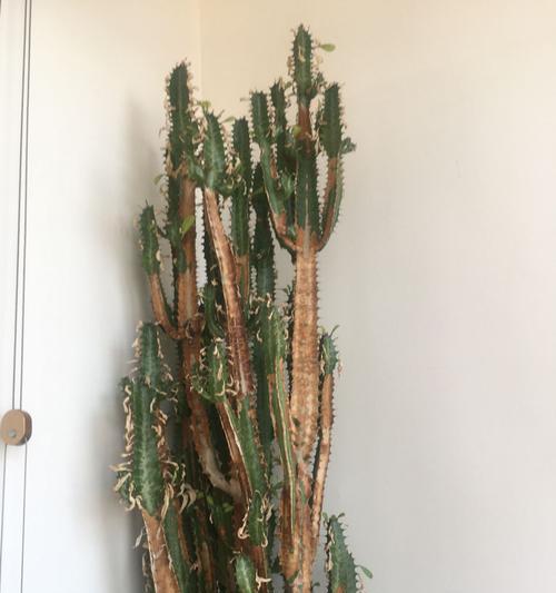 霸王鞭分枝少如何促进其多分枝？