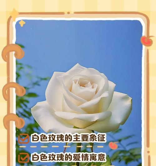 白色玫瑰品种的寓意是什么？白色玫瑰品种如何养护？