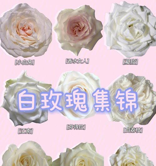 白色玫瑰品种的寓意是什么？白色玫瑰品种如何养护？
