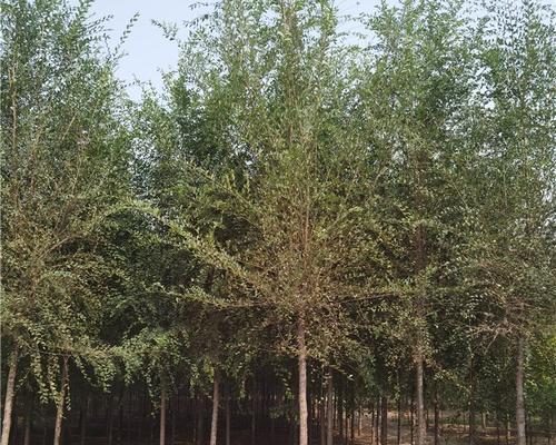 最贵榆树品种有哪些？如何鉴别？