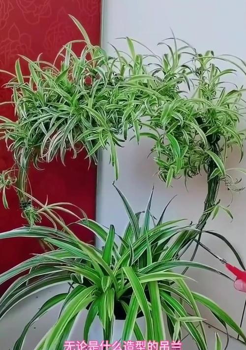 吊兰栽种技巧？如何确保吊兰健康生长？