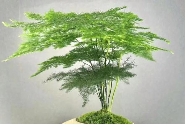 文竹冬季养护技巧是什么？