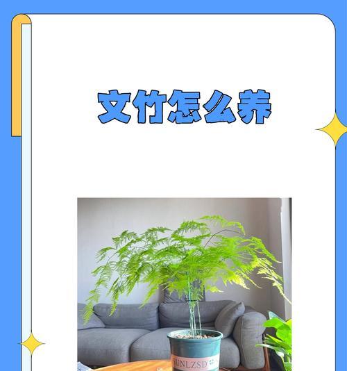 文竹冬季养护技巧是什么？