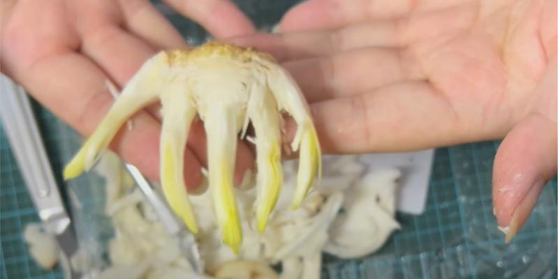 雕刻水仙的意义何在？雕刻水仙的正确步骤是什么？