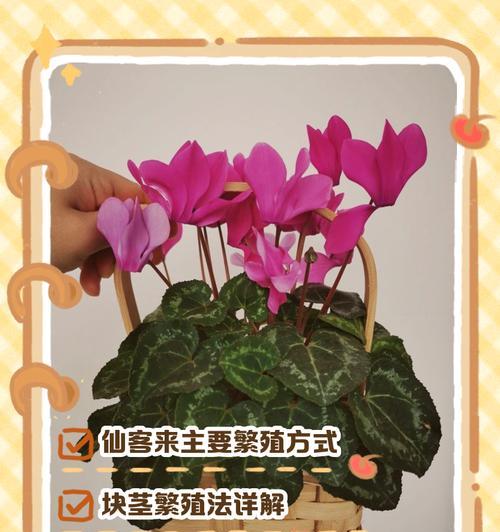 仙鹤来种子播种的正确方法是什么？