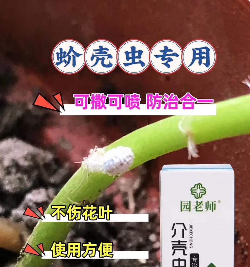 如何有效根除植物上的介壳虫？