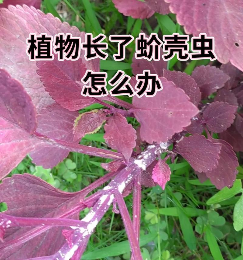 如何有效根除植物上的介壳虫？