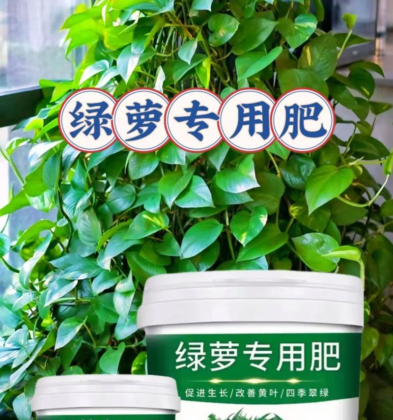 绿萝用什么肥料好？绿萝施肥的正确方法是什么？