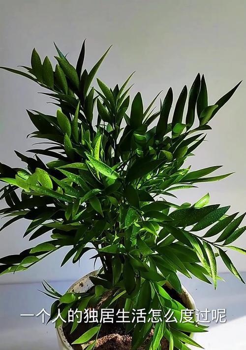 盆栽玫瑰冬天养护技巧有哪些？