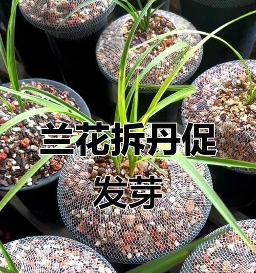 兰花繁殖的常用方法有哪些？