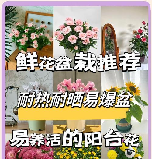 封闭式阳台养花的注意事项是什么？