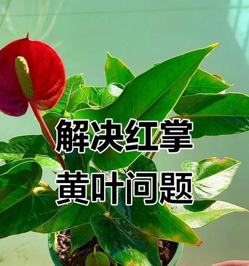 红掌叶子发黄怎么办？如何恢复红掌的健康？