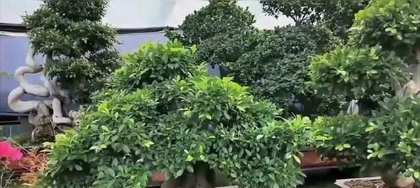 榕树配花盆的技巧有哪些？