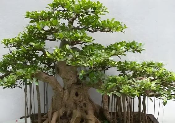 榕树配花盆的技巧有哪些？