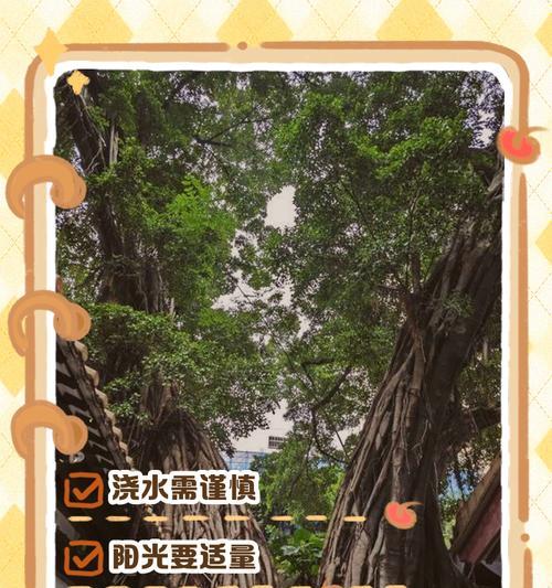 榕树配花盆的技巧有哪些？