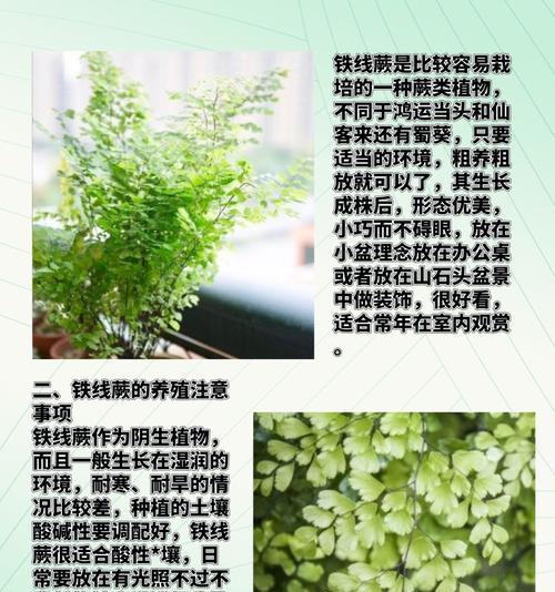 铁线撅的养护技巧有哪些？