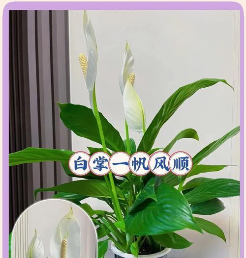 白掌不开花的原因及解决方法是什么？