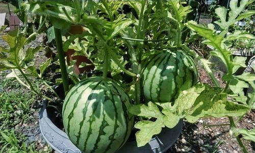 盆栽西瓜的种植技巧是什么？如何在家中成功种植西瓜？