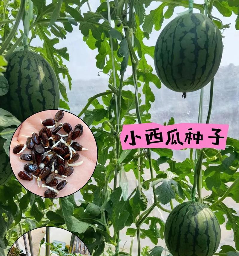 盆栽西瓜的种植技巧是什么？如何在家中成功种植西瓜？