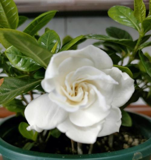 栀子花有哪些品种？不同品种的栀子花有何特点？