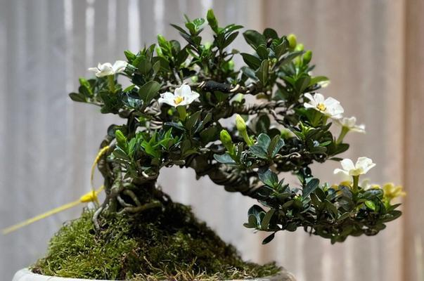 栀子花有哪些品种？不同品种的栀子花有何特点？