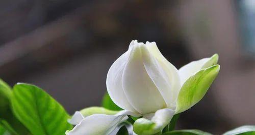 栀子花有哪些品种？不同品种的栀子花有何特点？
