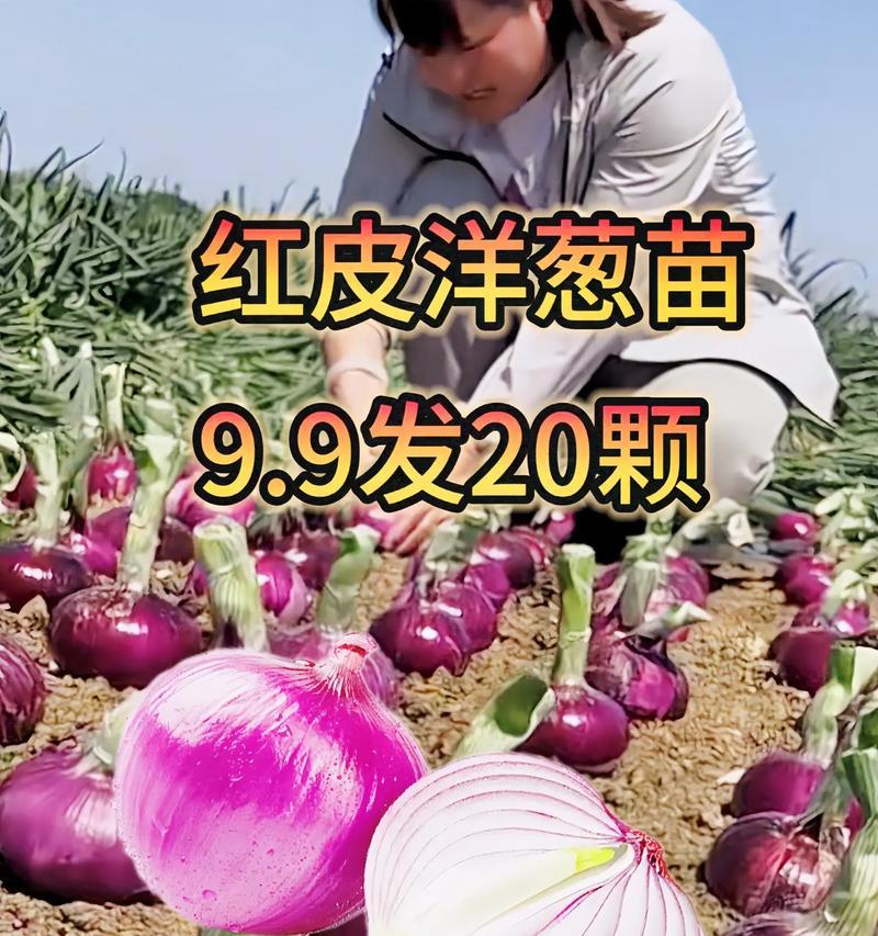 阳台种植洋葱需要注意什么？