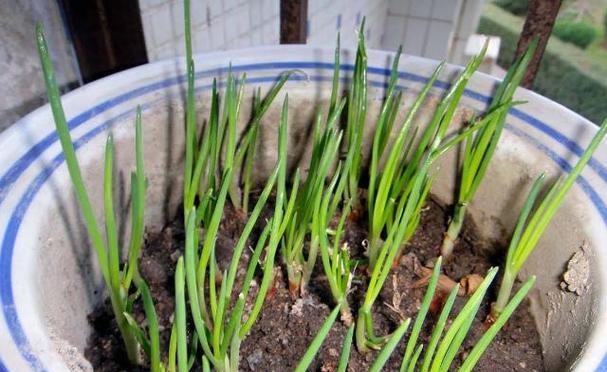 阳台种植洋葱需要注意什么？
