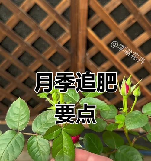 爬藤月季的养护技巧是什么？如何修剪？