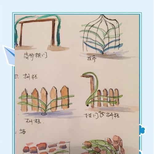 爬藤月季的养护技巧是什么？如何修剪？