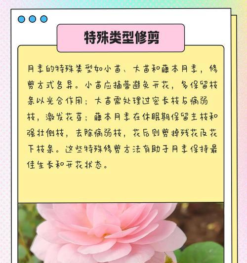 爬藤月季的养护技巧是什么？如何修剪？