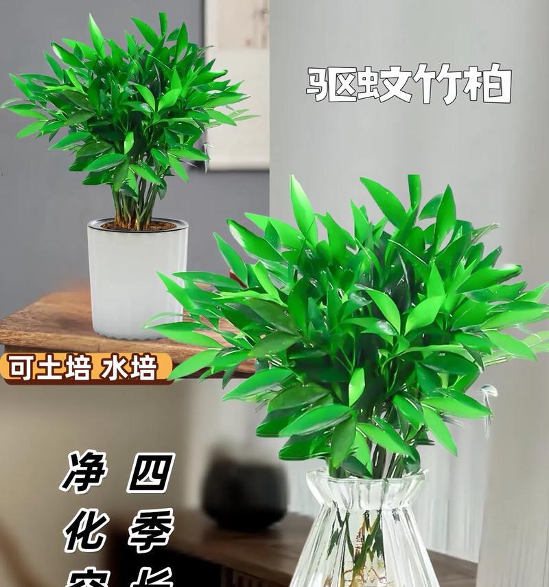 水竹的养殖技巧是什么？如何保持水竹的活力？