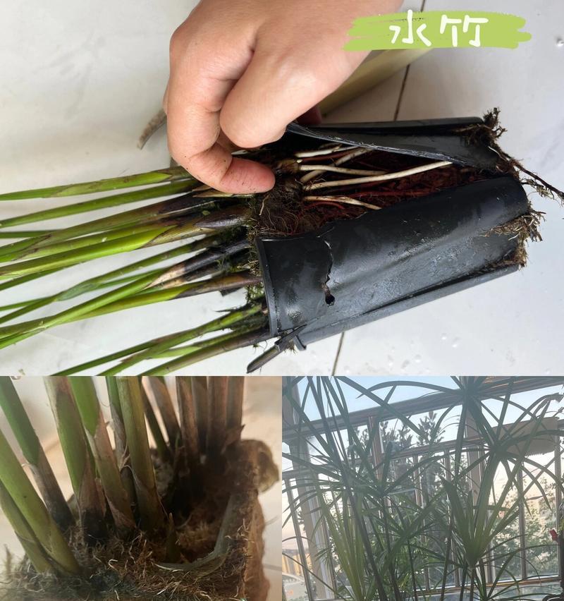 水竹的养殖技巧是什么？如何保持水竹的活力？