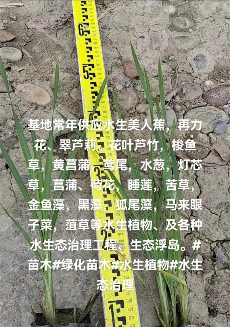 如何正确种植菹草？