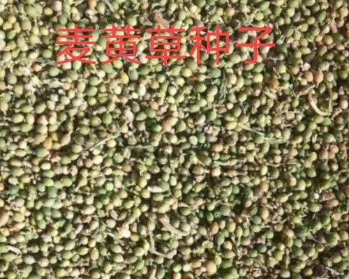 如何正确种植菹草？