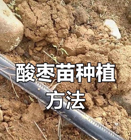 人参榕剪枝的最佳时机是什么时候？剪枝技巧是什么？