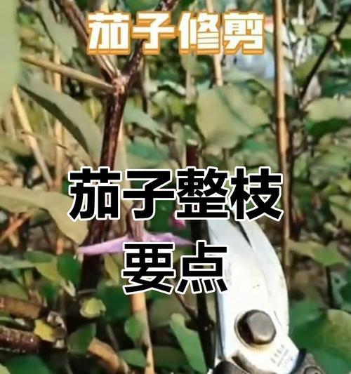 人参榕剪枝的最佳时机是什么时候？剪枝技巧是什么？