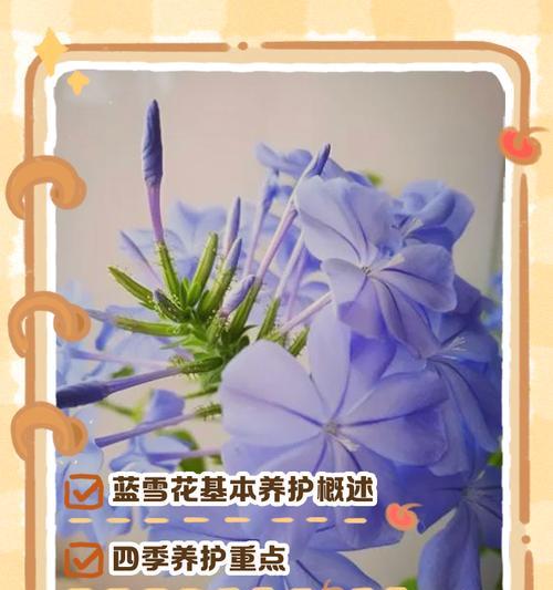 人参榕剪枝的最佳时机是什么时候？剪枝技巧是什么？
