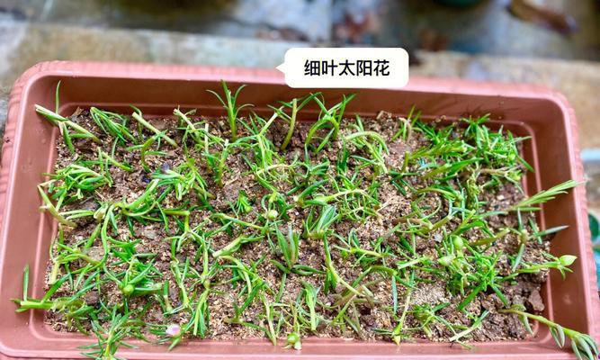 向日葵种植方法是什么？如何确保向日葵健康成长？