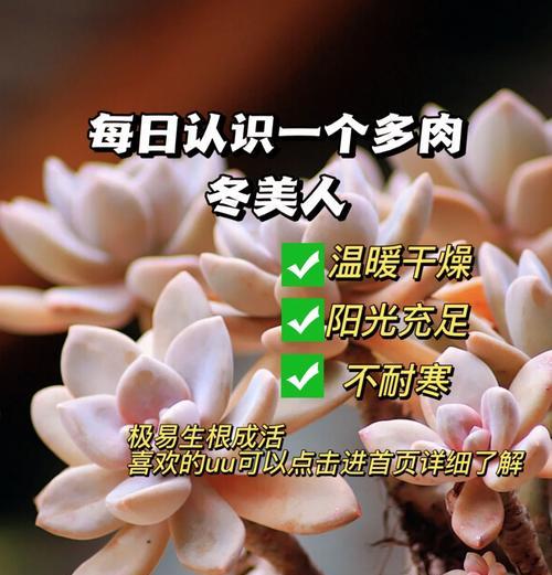 美人蕉冬季如何越冬？越冬期间需要哪些特别照顾？