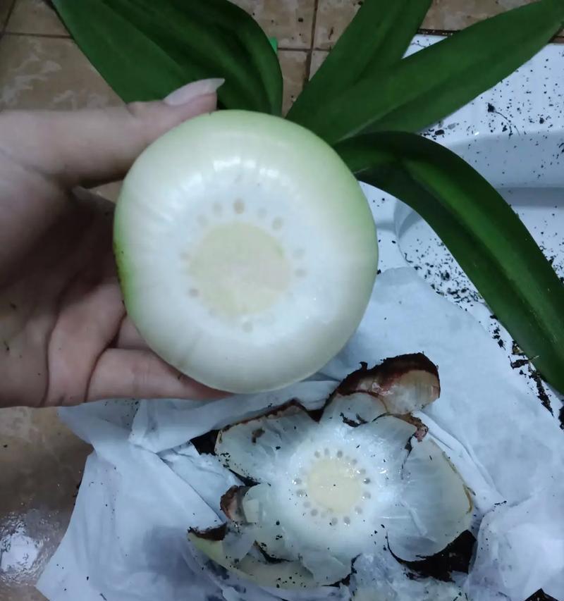 水仙花的正确切法是什么？切后如何保证水仙花正常开花？