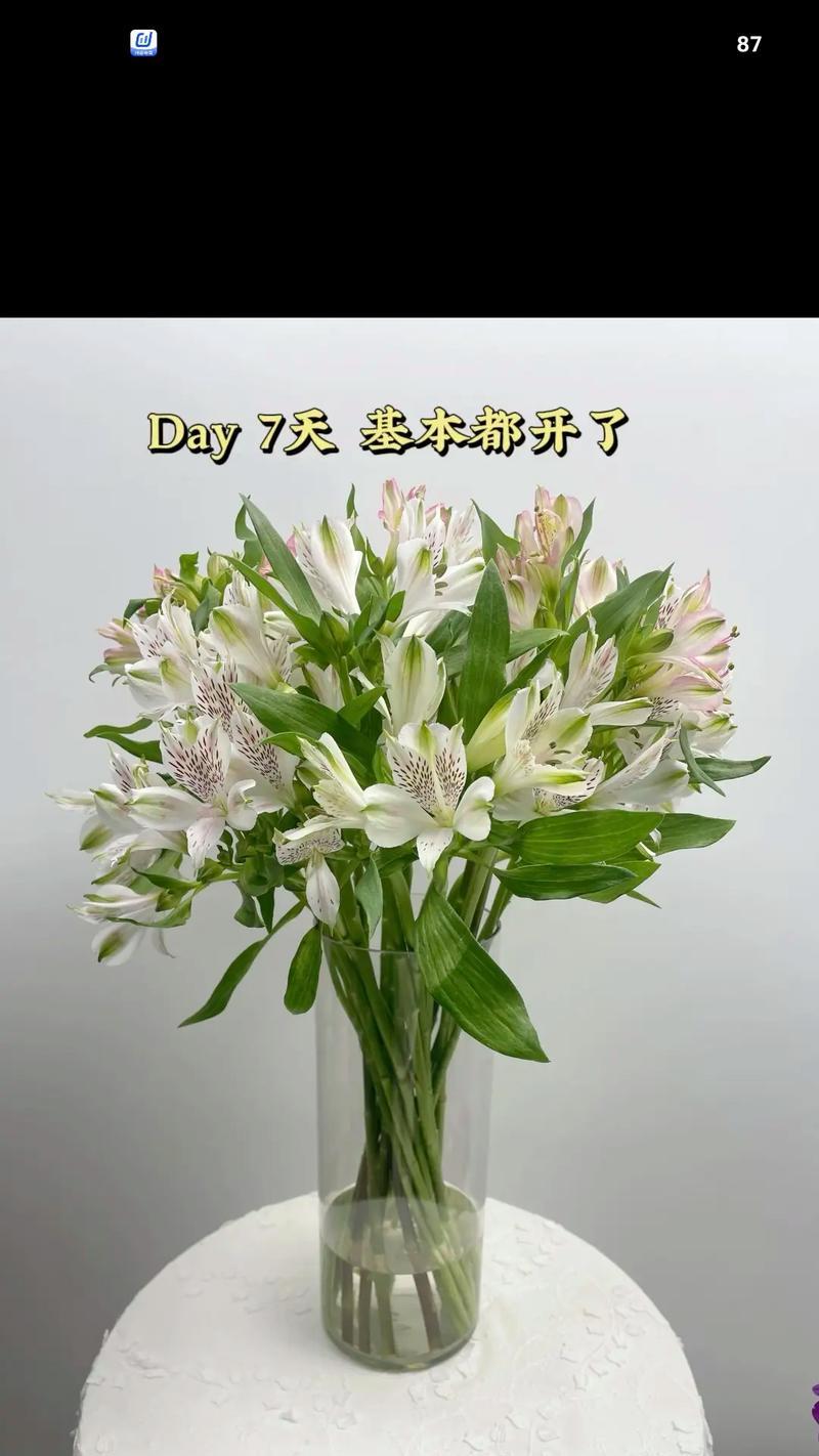 水仙花的正确切法是什么？切后如何保证水仙花正常开花？