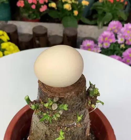 水培发财树烂根怎么办？可能的原因和解决方法是什么？